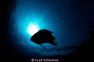 Silhoette
Photo was taken during Creative Workshop in Egypt by Iyad Suleyman 